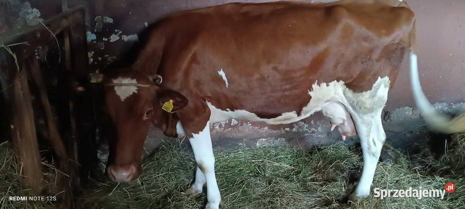 Sprzedam Krowę Bydło podkarpackie Cieszanów