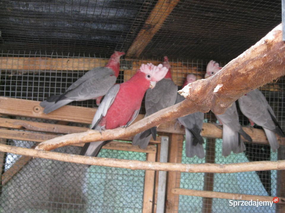 KAKADU RÓŻ0WA samica z DNA Luboń sprzedam