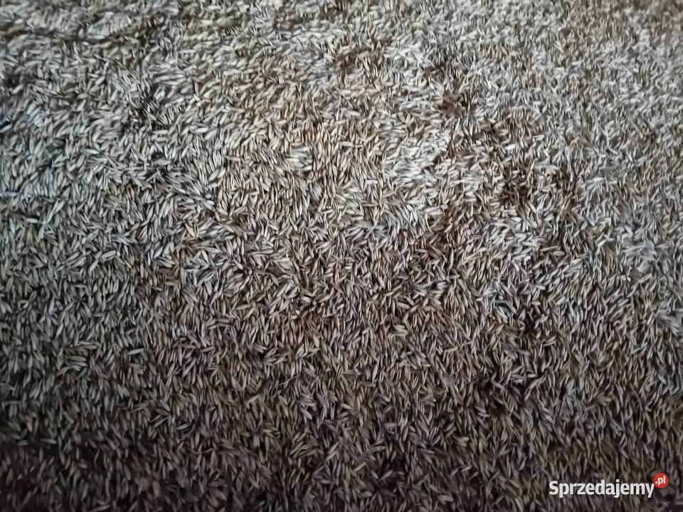 Owies tegorocznego zbioru Szczebrzeszyn