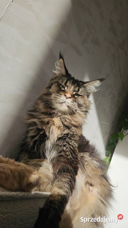 Dorosła kotka Maine Coon Wrocław
