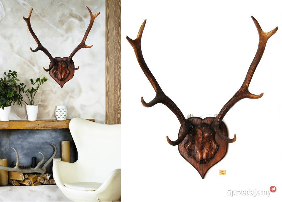 Przedwojenne poroże jelenia szlachetnego trofeum Lublin