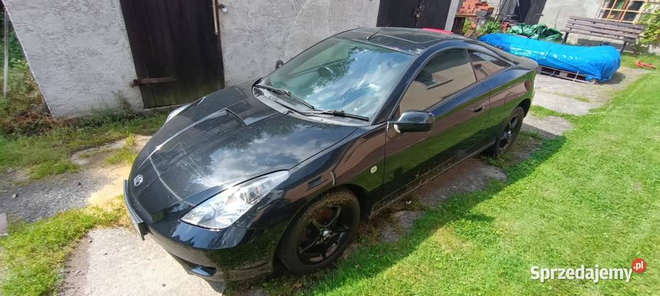 Do sprzedania czarna strzała Olszanica