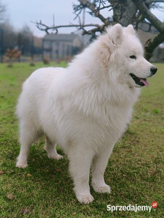 Samoyed piesek 8 miesięcy