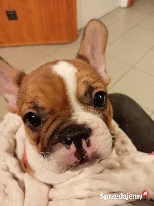 Buldog francuski szcenieta Buldog