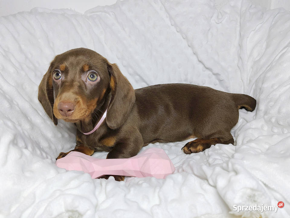 SUCZKA Jamnik krótkowłosy Czekoladowa podpalana Kraków