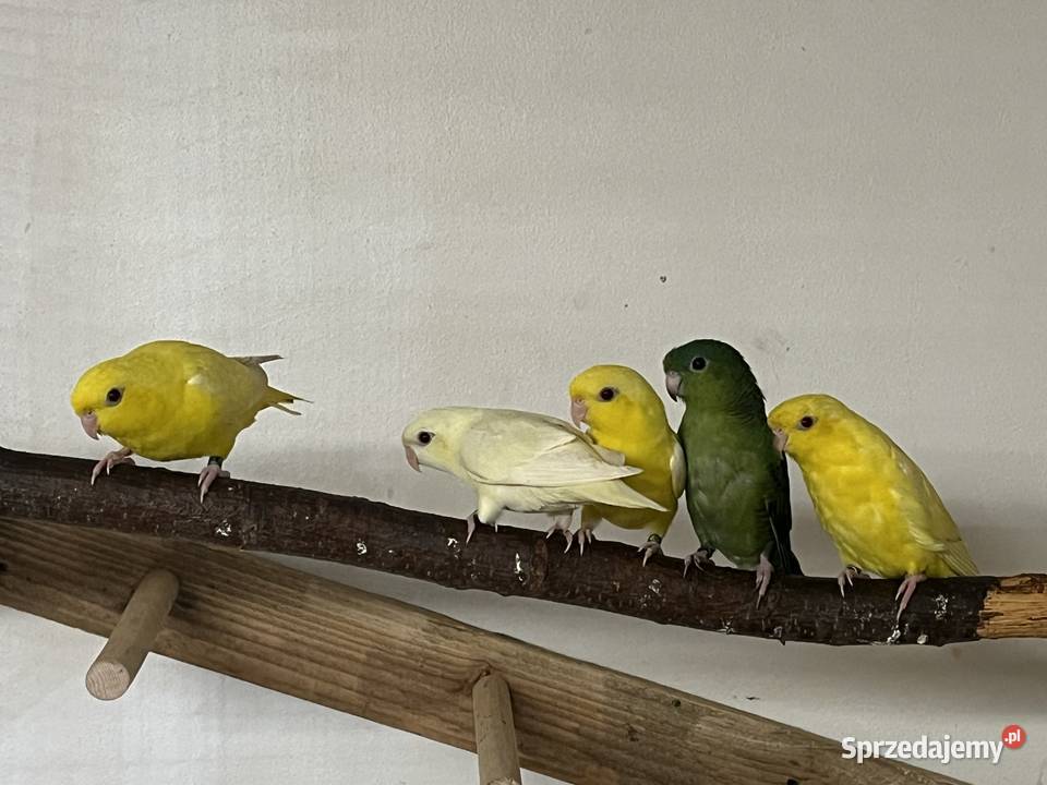 stokówki prążkowane katarzynki Przeworsk sprzedam