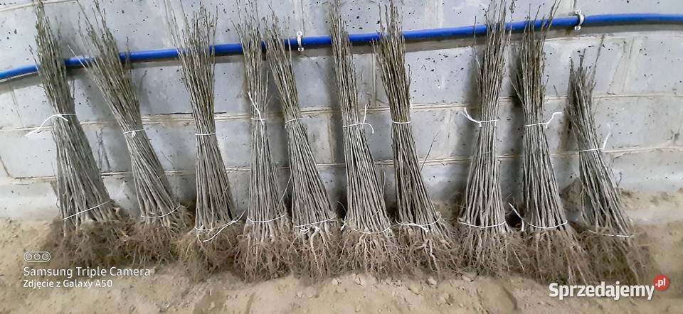 Podkładki generatywne Bychawa