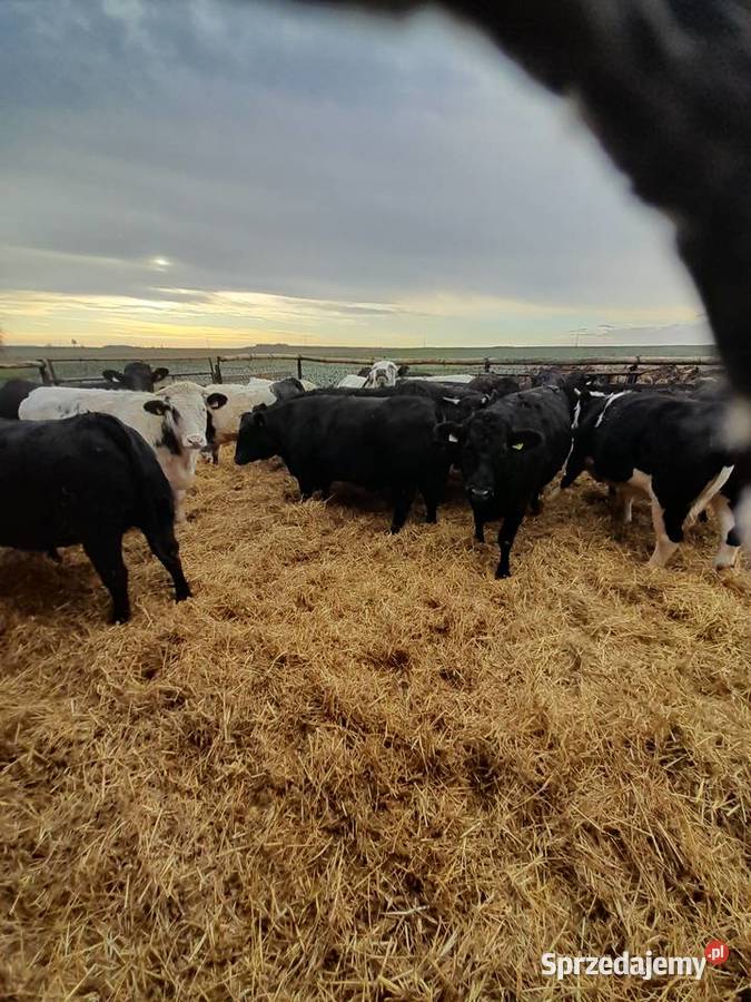Sprzedam jałówki mięsne Zacywilki sprzedam