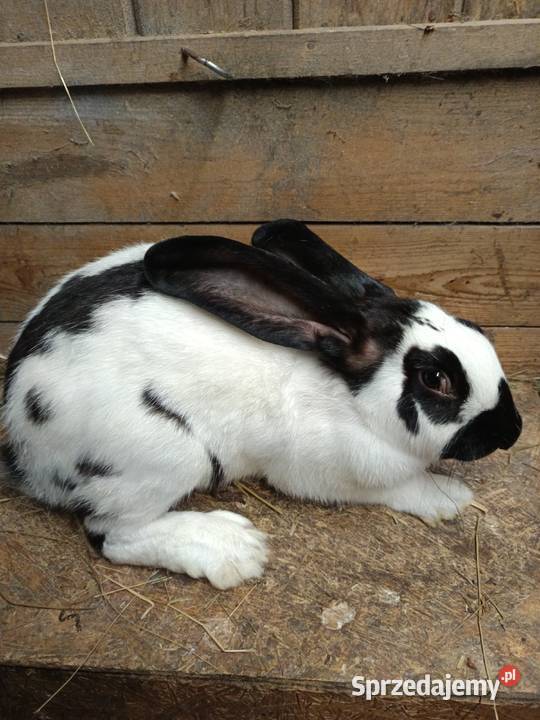 Sprzedam króliki Janowice