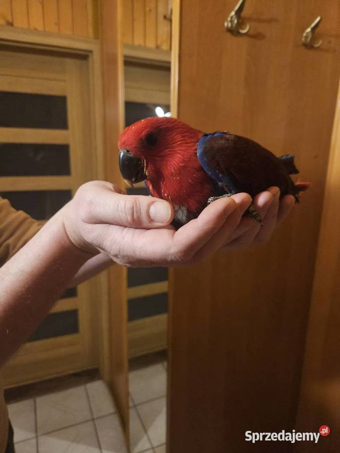 Lora Wielka Samiczka Bydgoszcz