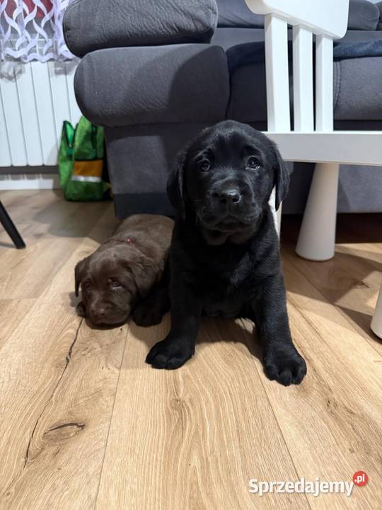 Labrador czarne i czekoladowe szczeniaczki Tarnów