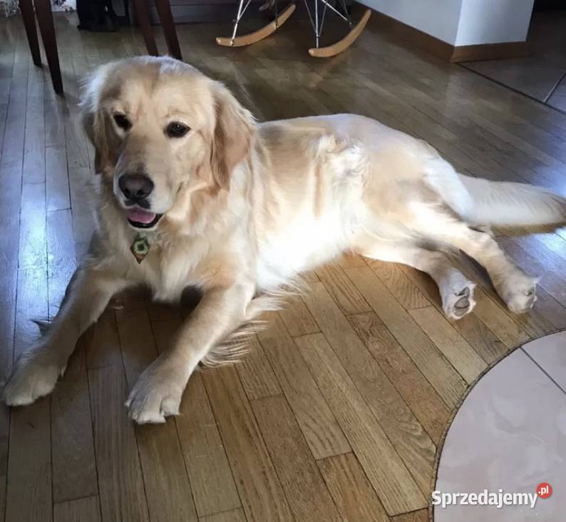 Golden Retriever szczenięta Tczew