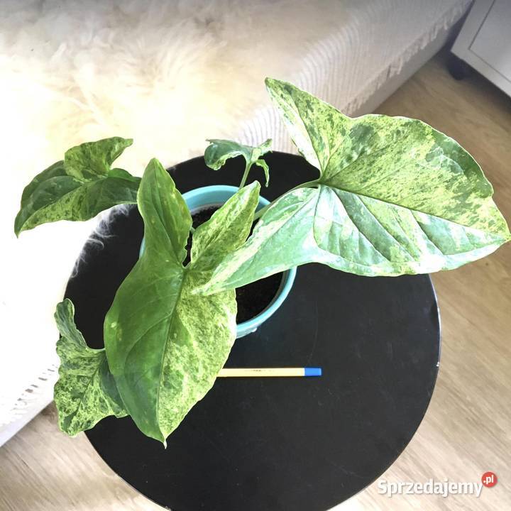 Syngonium mojito Warszawa
