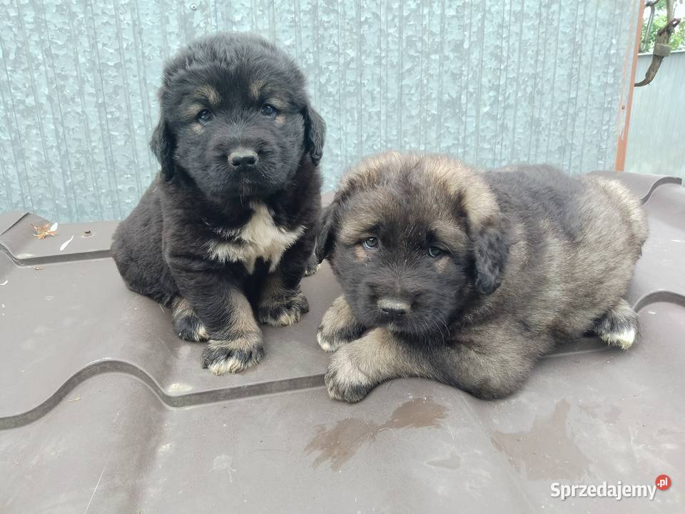 Sprzedam szczeniaki owczarek kaukaski Staszów