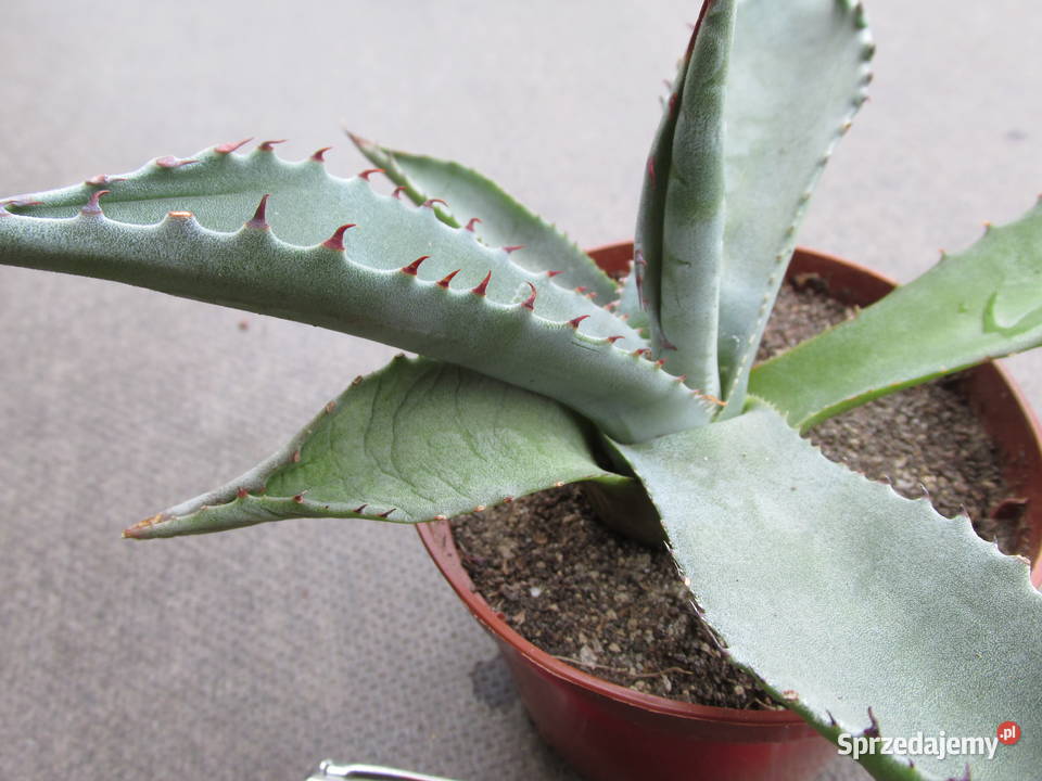 Mrozoodporna agawa do 12C Agave deserti sadzonki Rośliny Kraków