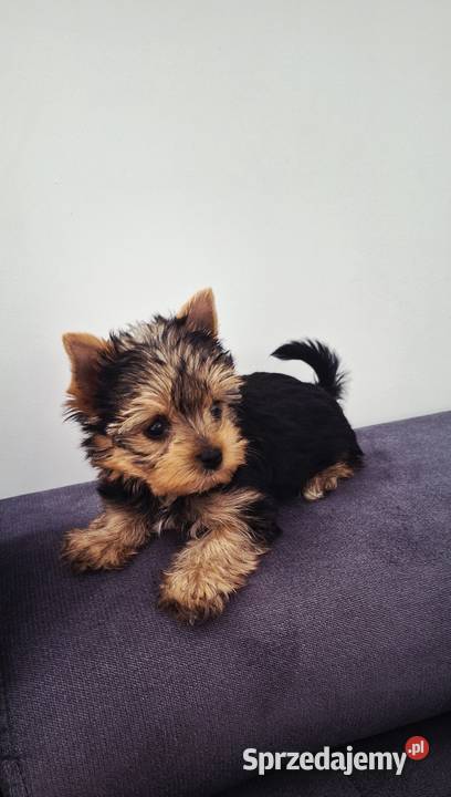 Piękna Malutka Sunia yorkshire terrier dolnośląskie Brzeg Dolny sprzedam