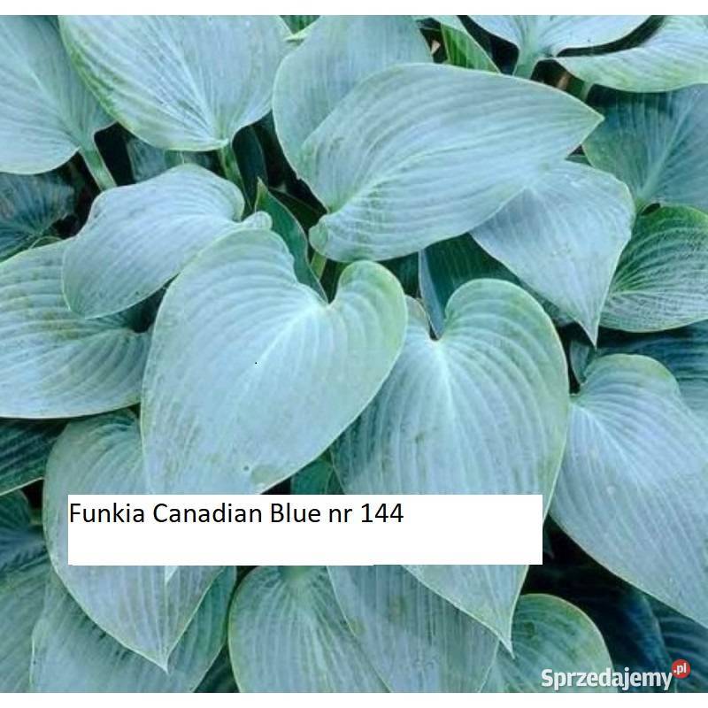 Rózne hosty zółte dwu kolorowe niebeskie Opole