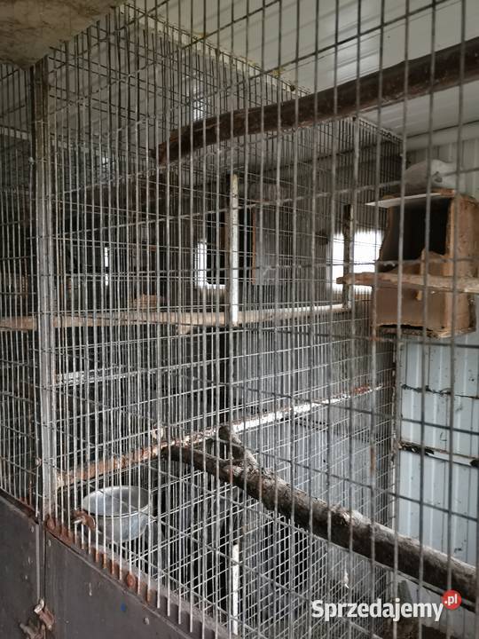 Profil Kwadrat Rura 4x25x3mm 42 3mm grubosc Rura Grodzisk Wielkopolski