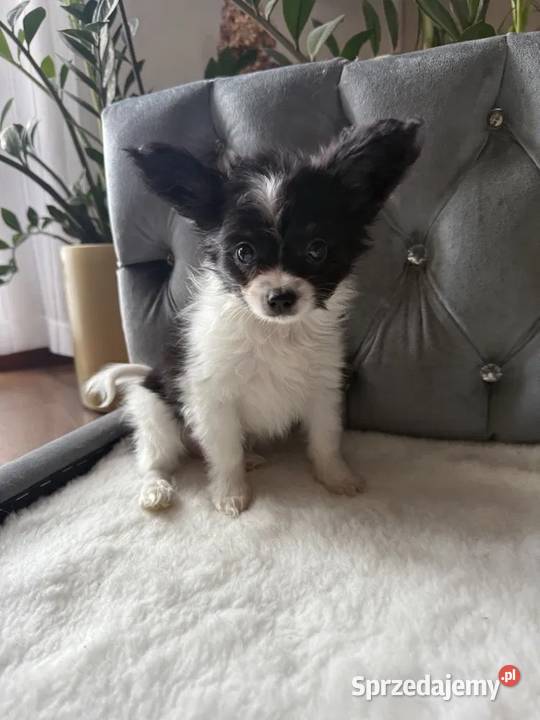 Papillon Spaniel kontynentalny miniaturowy Dudki sprzedam