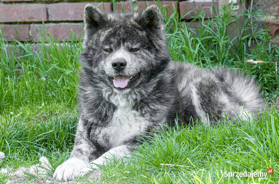Akita inuakita japońska fantastyczny pies sprzedam