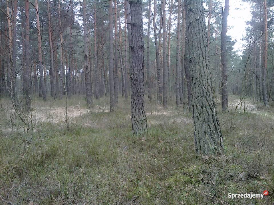 LAS 25 000 m2 STANISŁAWÓW TURZE PAPIERNIA leśna Stanisławów