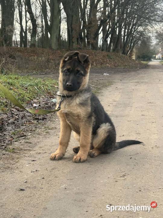 Owczarki niemieckie Węgorzewo