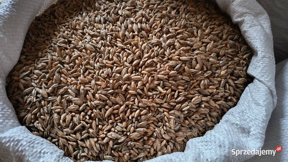 Orkisz Mieszanka Kur Kołaczyce