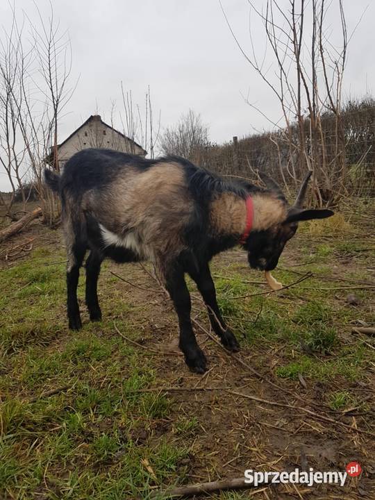 Koziołek z kwietnia lubelskie Rudzienko