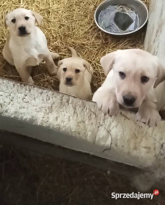 Labrador Retriever Z Rodowodem