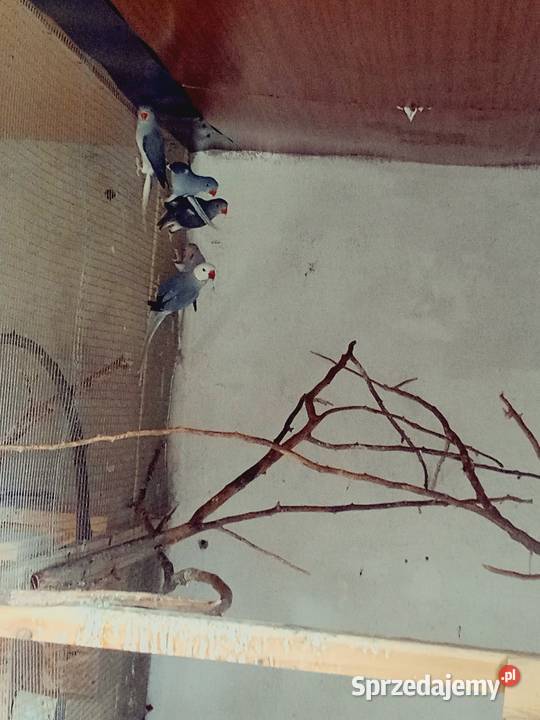 Aleksandretty Aleksandretta Podmokle Małe