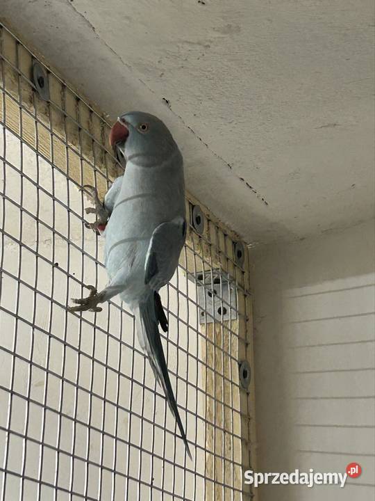 Aleksandretta Obrożna Luborzyca