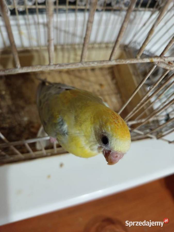 Świergotki ręcznie karmione wielkopolskie Środa Wielkopolska