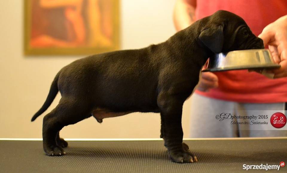 DOG NIEMIECKI szczenięta z rodowodem ZKwP Warszawa