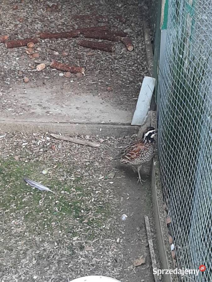 Przepiór wirginijski Skała sprzedam