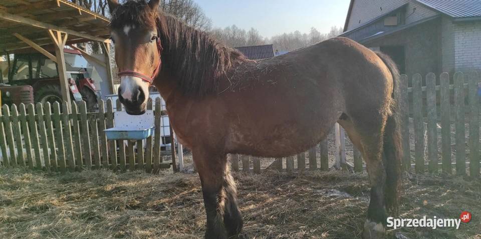 klacz koń Rolnictwo Majdan Sieniawski