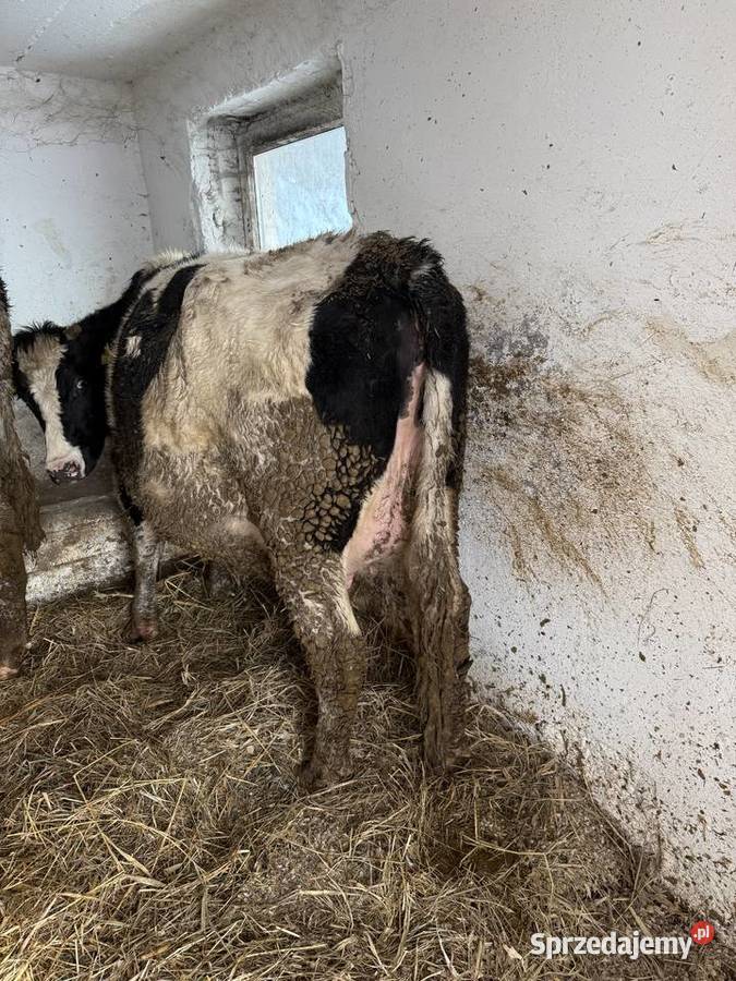 Jałowice wysokocielne