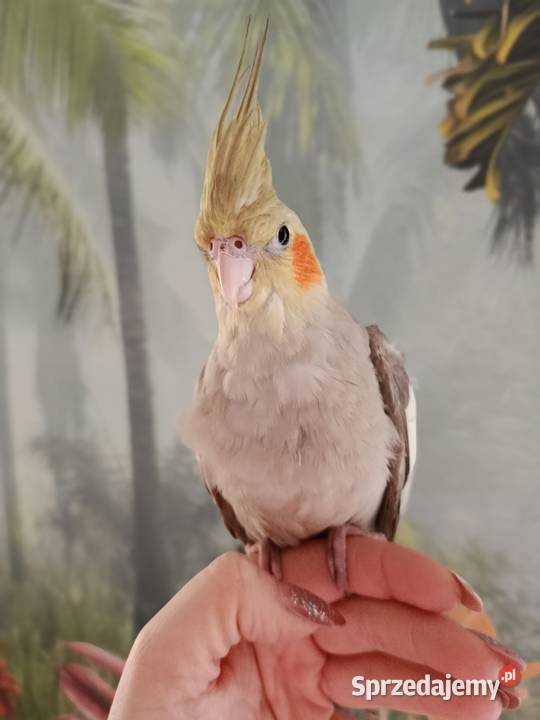 Papuga nimfa ręcznie karmiona oswojona Ptaki Miastko