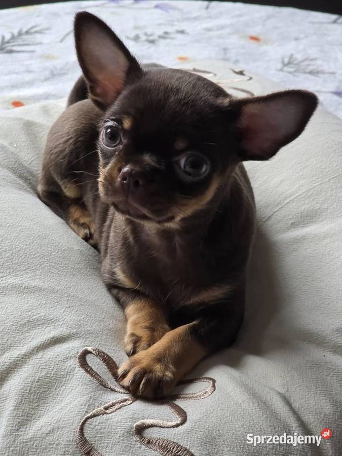 Chihuahua Czekoladowa Maleńka Salsa Chihuahua Wilkowice