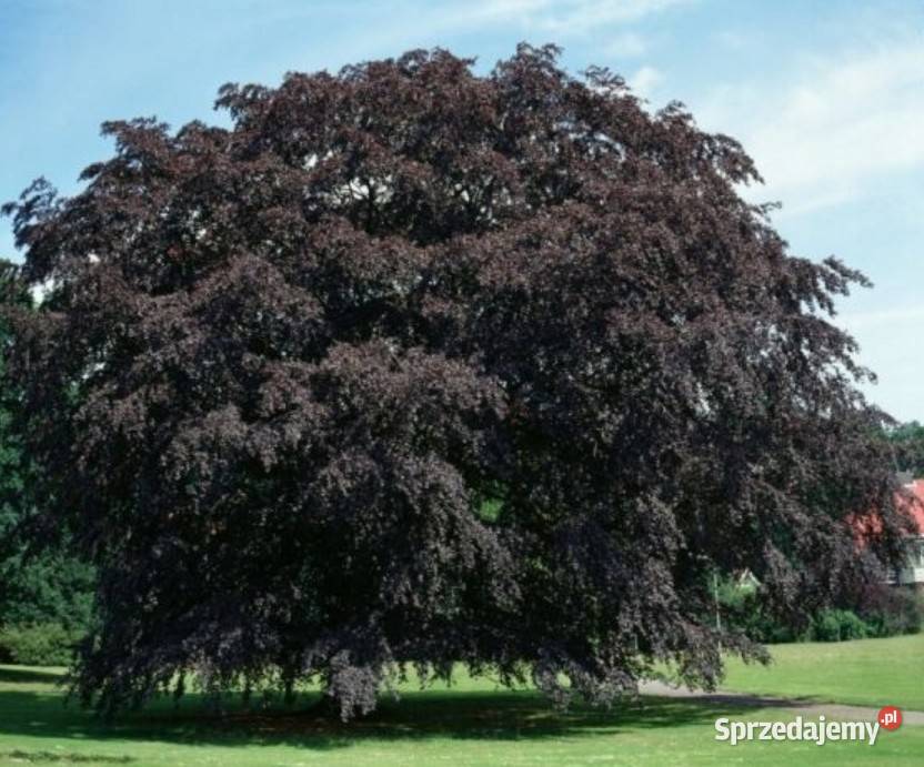 P11 BUK POSPOLITY FAGUS SYLVATICA ATROPUNICEA NA Liściaste Miedźna