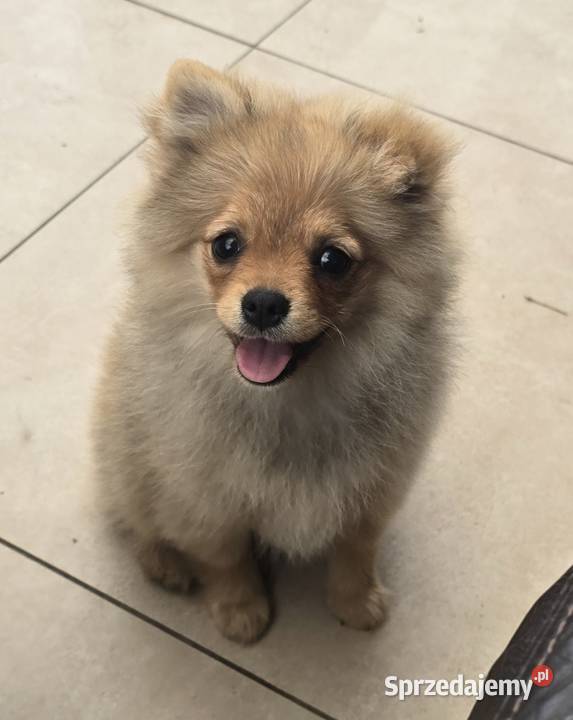 Pomeranian suczka szpic miniaturowy zkwp FCI sprzedam