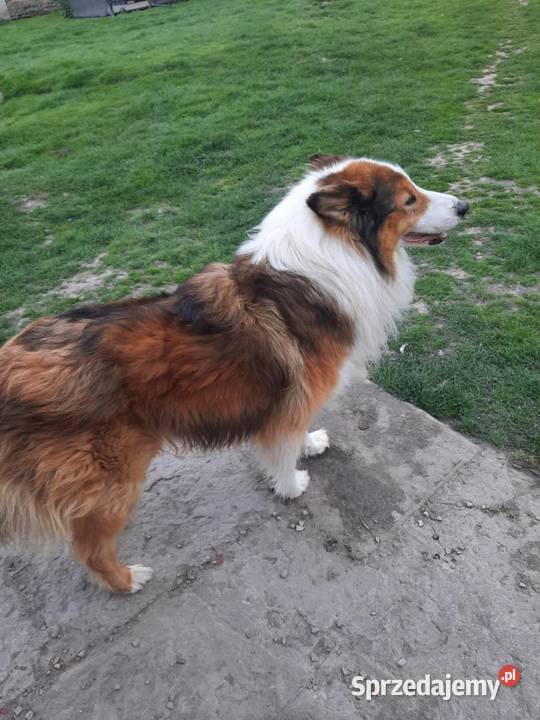 Owczarek szkocki collie lubelskie