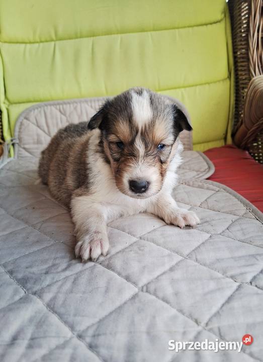 Owczarek Szkocki Collie Szczeniaki SUCZKI Olesno