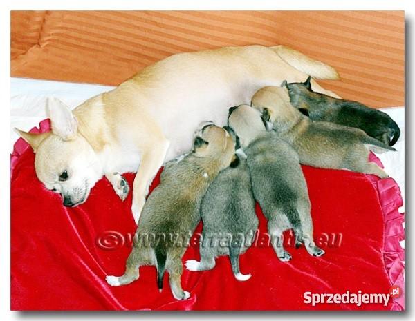 Chihuahua rodowodowe SOBOLOWE importach USA Czec łódzkie