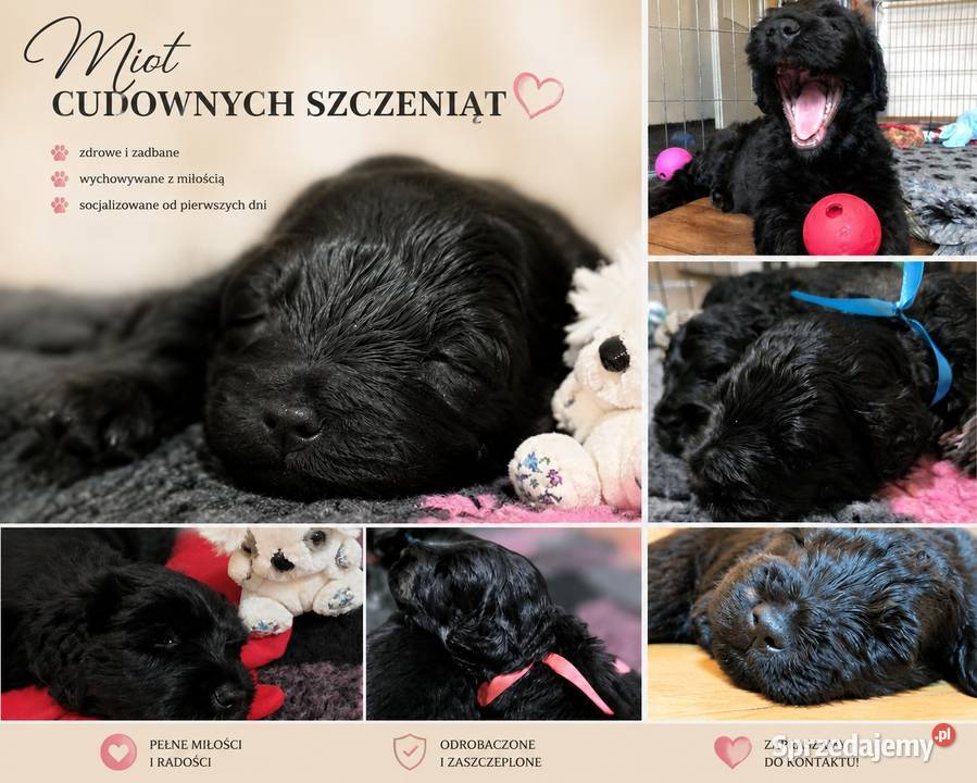 Czarny terier rosyjski małopolskie Chrzanów