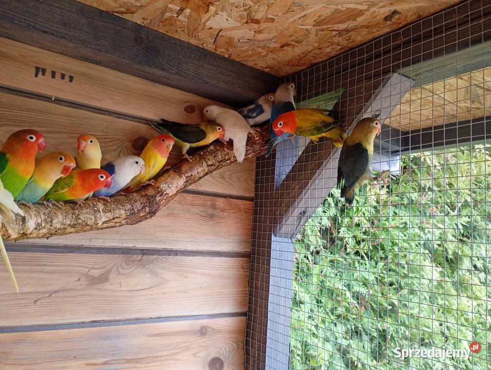 Nierozłączki łódzkie Zduńska Wola