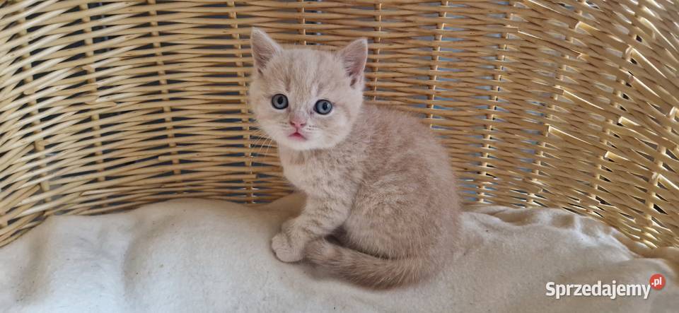 Kocurek Brytyjski kremowy śląskie Katowice