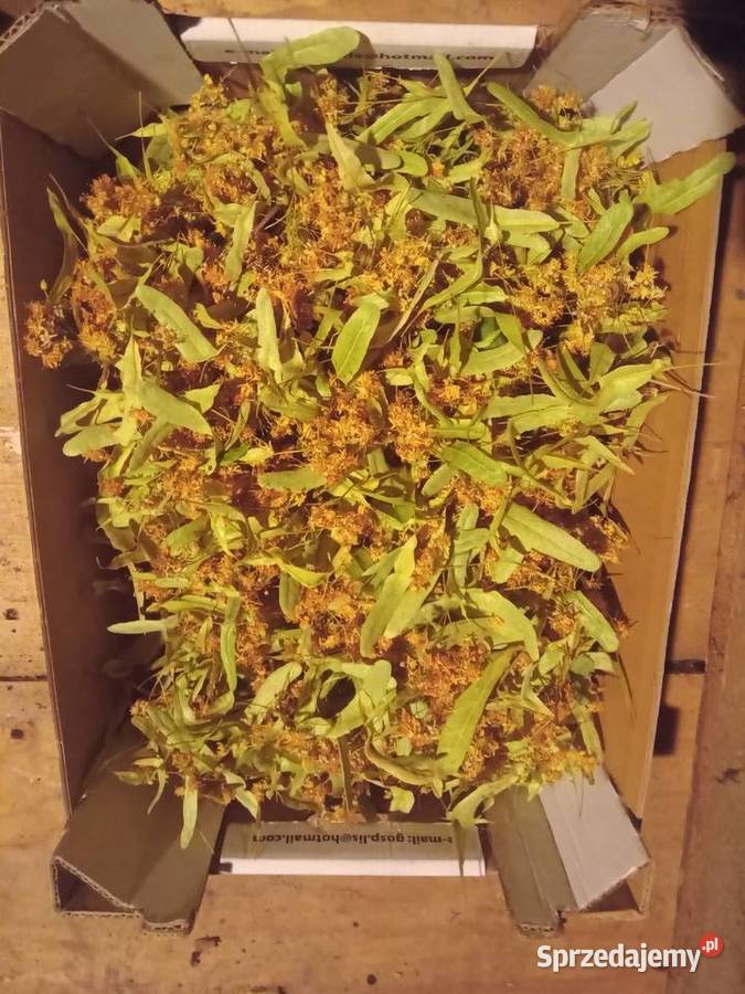 suszona lipa suszony kwiat lipy zbiór tegoroczny mazowieckie Radom