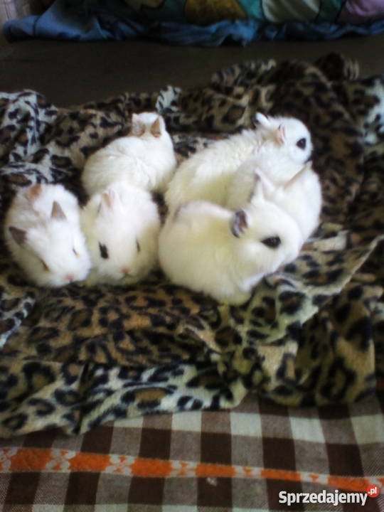 kroliczki karzelki Radom