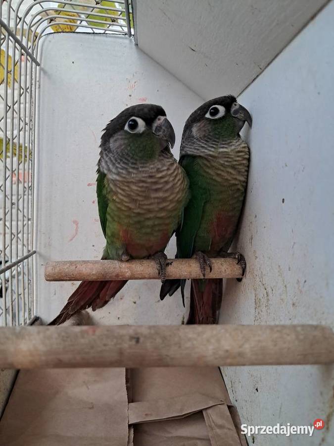 RudosterkiRudosterka sprzedam