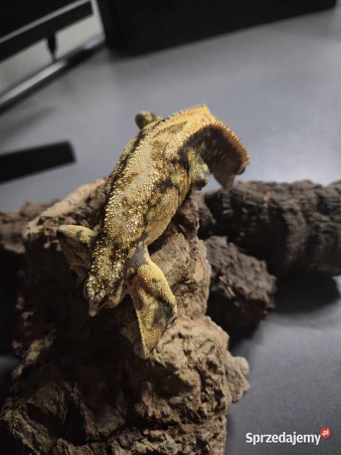 Gekon orzęsionyHarlequin Yellow37g frogbutt DO śląskie Jaworzno